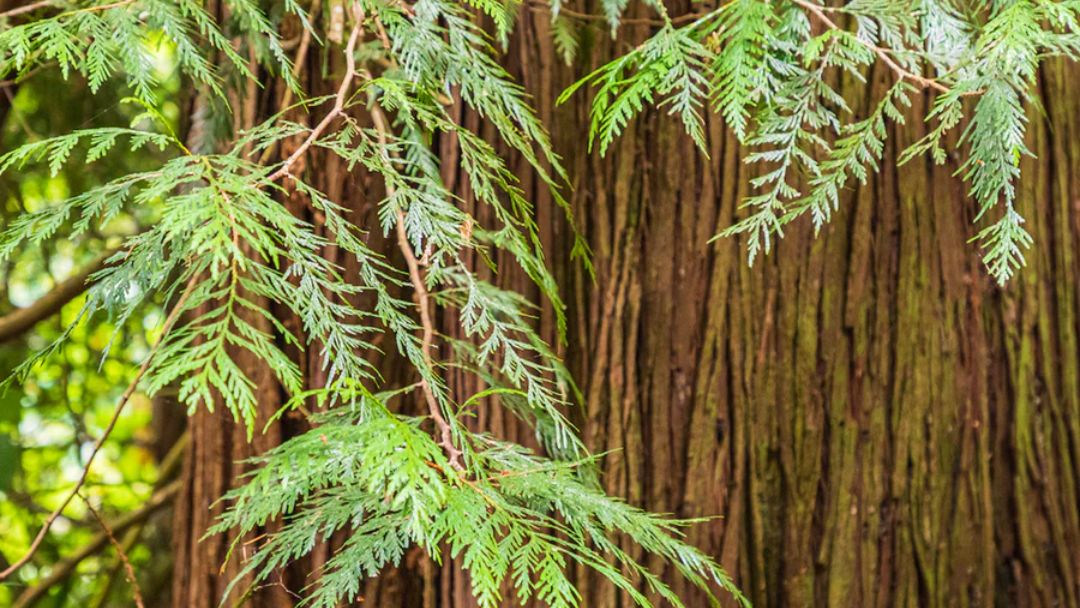 Pacific Red Cedar Tree -