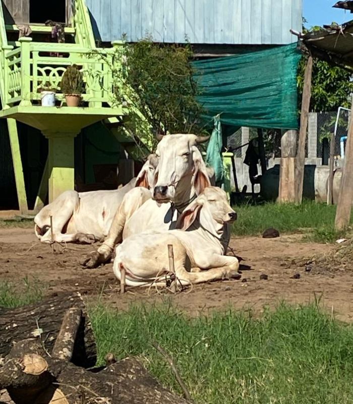 cows along the Mekong Delta